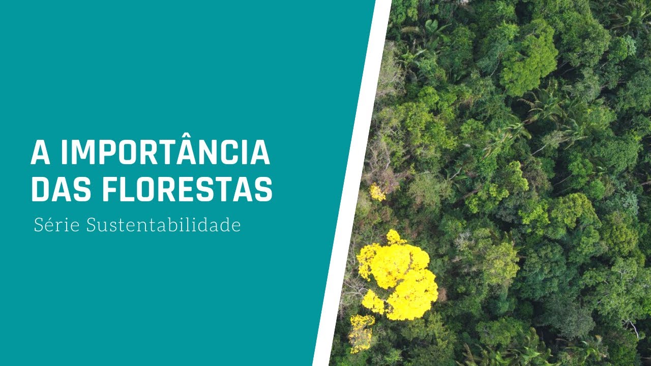 A importância das florestas