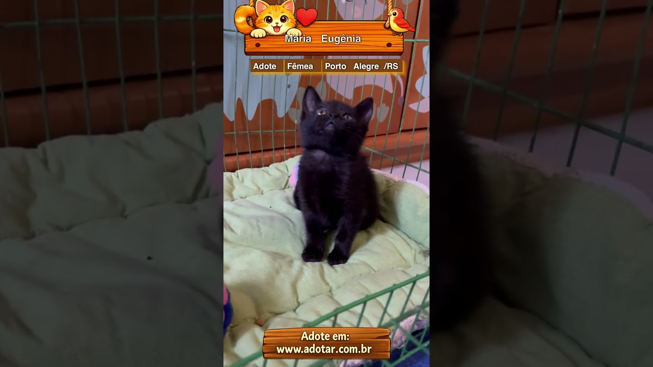 Gato raça SRD-ViraLata idade Abaixo de 2 meses nome Maria Eugênia