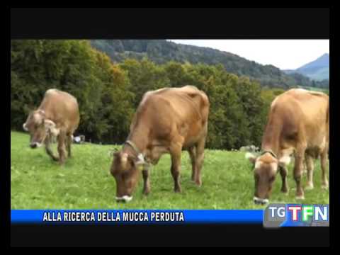 Alla ricerca della mucca perduta