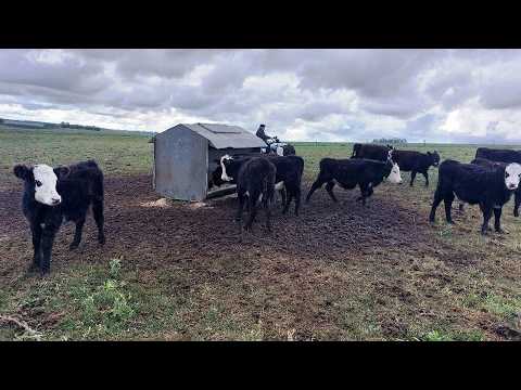 Jornada sobre ganadería en Reconquista / Coop. de Malabrigo / NutrenCoop