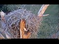 Squirrel: Baby Squirrel in It's Drey @Savannah GA 11/30/16 7:17am