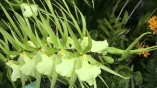 orchids.of.hawaii.MPG