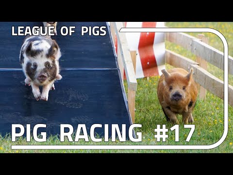 League of Pigs - Season 5 - Round 1!