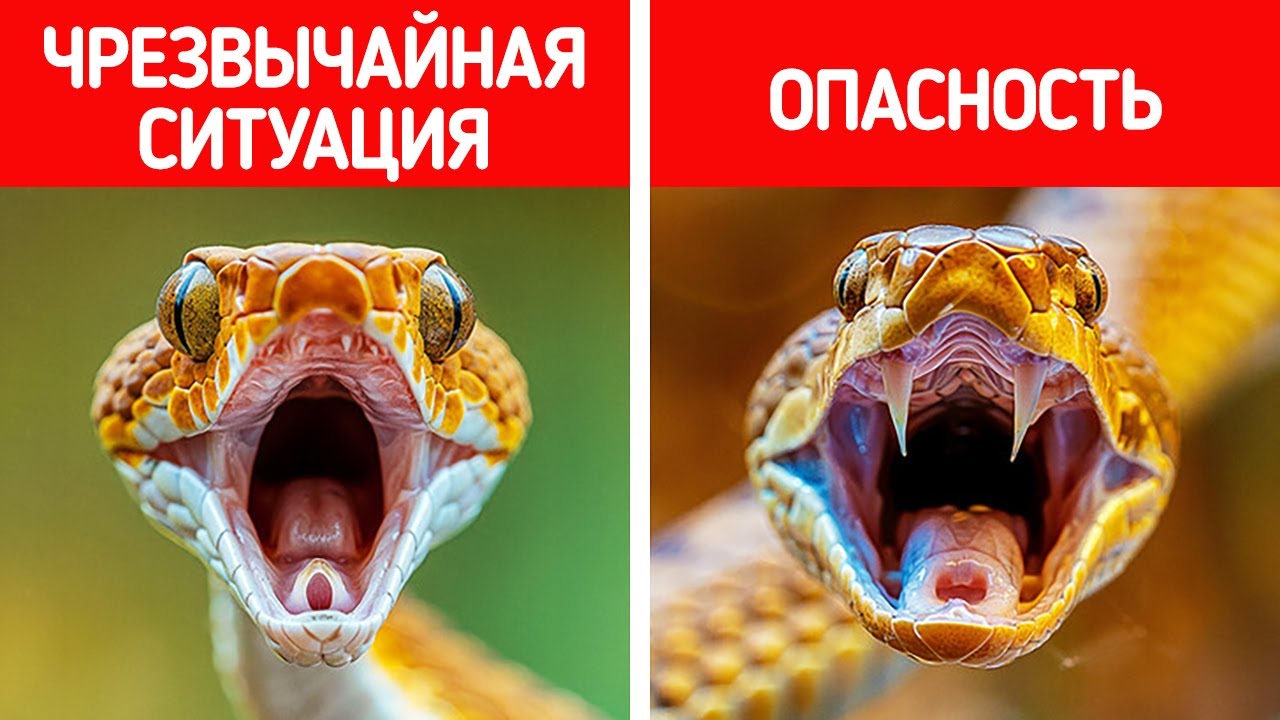 Эти простые советы помогут выжить в любой ситуации — даже самой экстремальн