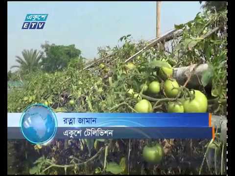 সাতক্ষীরার চাষীরা ব্যাপকভাবে ঝুঁকছেন টমেটো চাষে