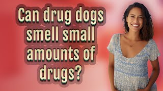 Can drug dogs smell small amounts of drugs