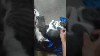 可愛い猫 休憩タイム