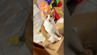 #cat #cute #catvideo #cutecat #funnyvideo #funny #pets