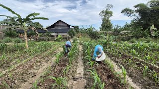 Download lagu GINGER PLANTING ACTIVITIES USING THE MIXED CROPPING SYSTEM AT THE ASIAN SURVIVOR GARDEN mp3 Download lagu GINGER PLANTING ACTIVITIES USING THE MIXED CROPPING SYSTEM AT THE ASIAN SURVIVOR GARDEN mp3
