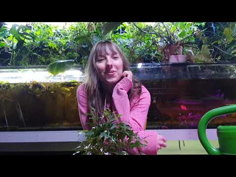 The weeping fig (Ficus Benjamina) - care, location, propagation