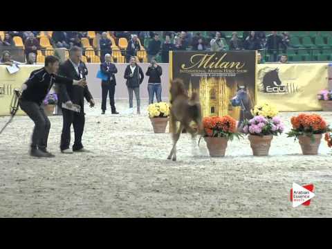 N.101 LF RAMIRA - Milan 2016 - Futurity Fillies (Class 13)