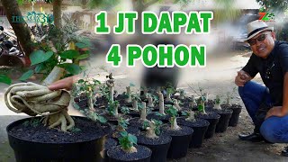 Download lagu 'MURAH DAN DAPAT BANYAK' BAHAN BONSAI BAGUS mp3