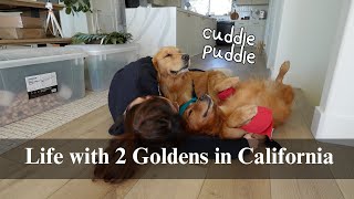 Realistic days of my life with 2 goldens | stay at home dog mom, weekend trip - Solvang, ball = life