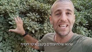 פיטוספורום יפני צמח חזק ומגוון שמתאים לכל מקום כמעט ללא תחזוקה