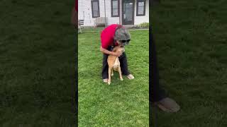 Video preview image #1 Labrador Retriever-Unknown Mix Puppy For Sale in Rootstown, OH, USA