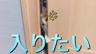 【猫動画】どうしても部屋に入りたいぱるさんが可愛い件