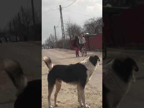 sunați la poliție ai reclamați sat ciocani familia ciuca pt violenta