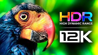 16K HDR 60FPS ULTRA HD TV Test | OLED Display Demo | Dolby Vision Colors & Nature Relaxation 12K