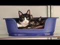Wie biedt Iris  Brownie en Felicia een nieuw thuis?
