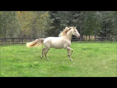 Lusitano Stallion, NORDICO DC