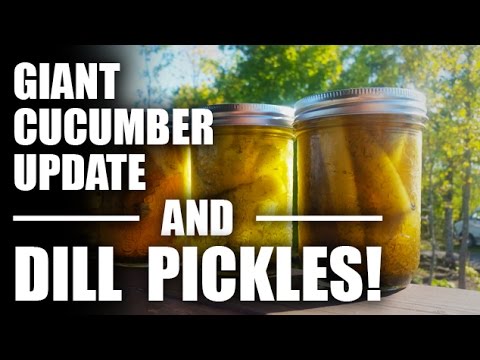 download lagu mp3 mp4 Large Dill Pickles, download lagu Large Dill Pickles gratis, unduh video klip Large Dill Pickles
