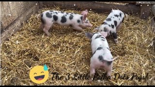 The 3 Polka Dots Pigs! Super Cute! || Bryllez Channel