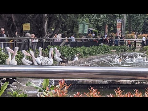 REPORT TEXT ABOUT PELICANS (Anindya & Nafisa)