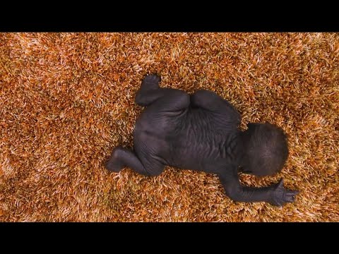 Jameela the Baby Gorilla Update: Crawling & a Shocking Twist in the Surrogate Search!#gorillababy