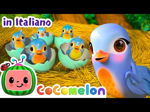 Cinque uccellini imparano a Volare 🐦 | CoComelon Italiano - Canzoni per Bambini