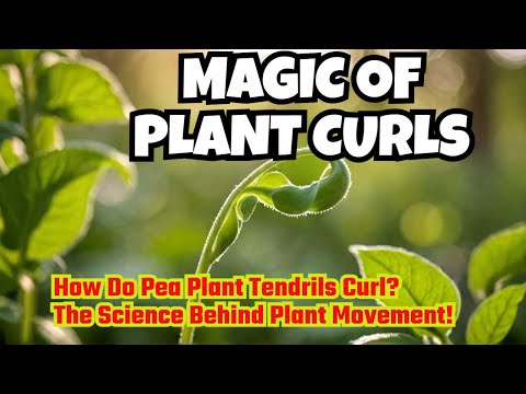 How Do Pea Plant Tendrils Curl? The Science Behind Plant Movement! #leavescurling  #gardeningtips