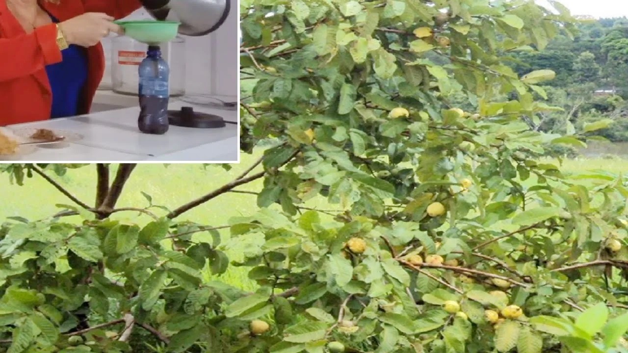 Acaba com Cistos, Miomas e Faz Engravidar! 💖 MARILENE SARAH FIALHO