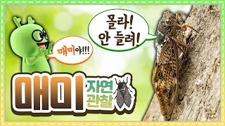 자연관찰 매미ㅣ곤충계의 사오정 매미!ㅣ곤충도감ㅣ곤충백과ㅣ튼튼영어ㅣ규리자연이야기