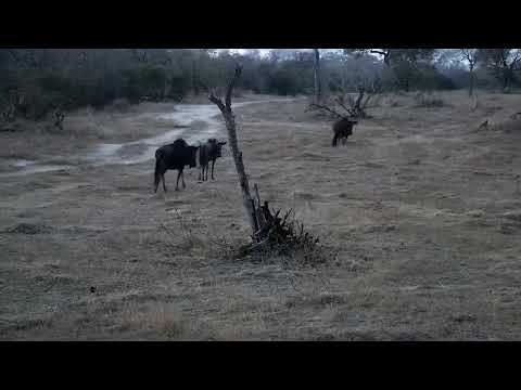 Djuma: Wildebeests drinking at the pan - 05:28 - 09/14/21