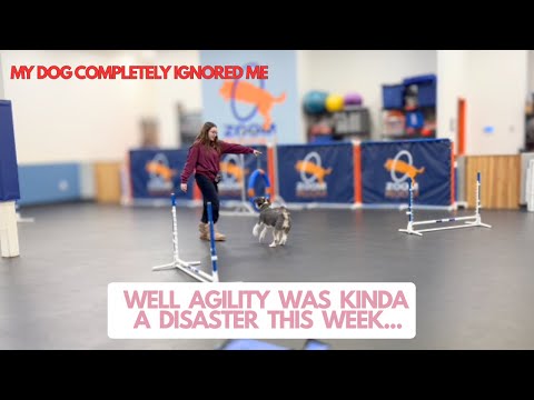 well agility was kinda a DISASTER this week...(Agility Episode #44)