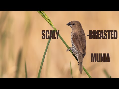 Small bird eating Grass flowers Seeds | Scaly-breasted Munia | Bird around the village |