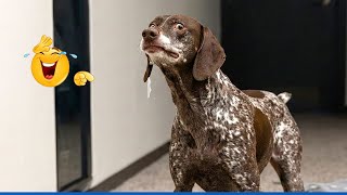 When God Sends You Funny Dogs And Cats 😹🐶Funniest Pets Compilation That Will Make You Laugh Until gameplay video by CPADS, 67:09 duration