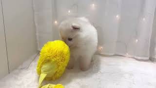 ポメラニアンの動画01