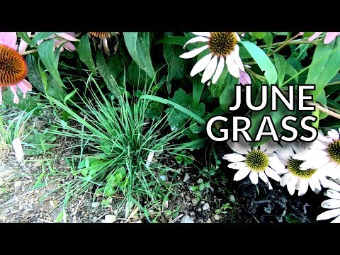 最受欢迎的koleria植物描述类型 Farmer Online