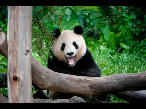 Artenschutz im Tiergarten Schönbrunn