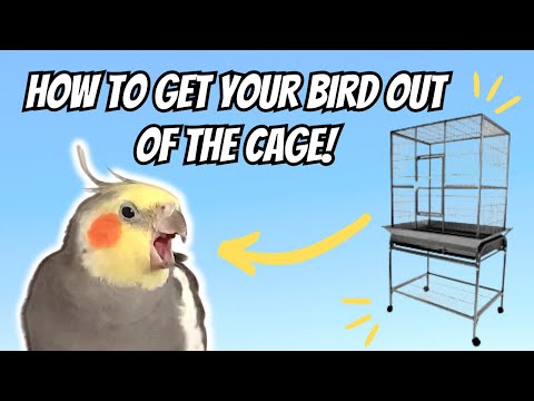 How to Get Your Bird OUT of the Cage! | BirdNerdSophie
