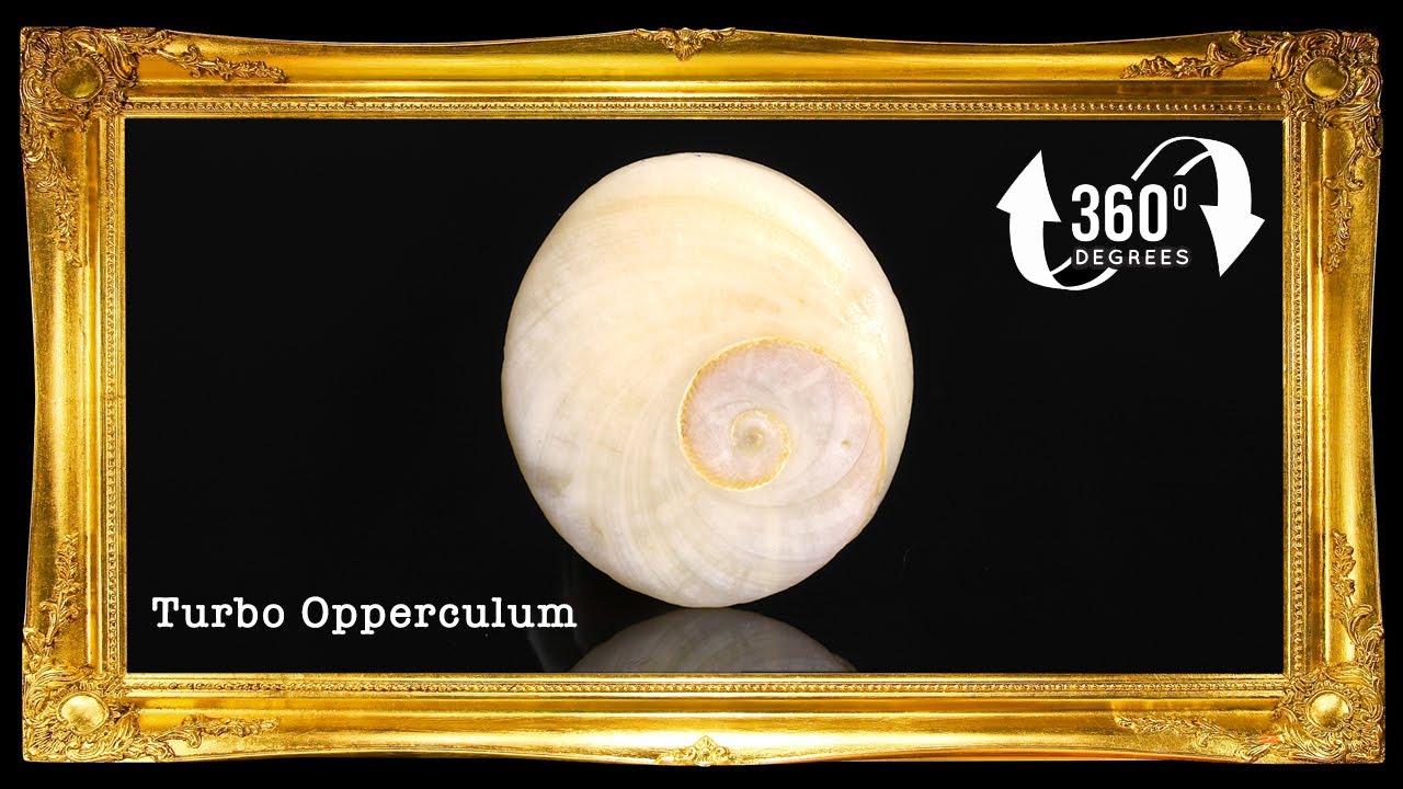 1 Kilo | Cat's Eye | Operculum | Black & White | Seashells | Sea shells