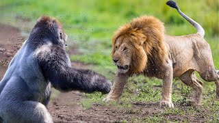 Craziest Animal Fights Of ALL TIME...