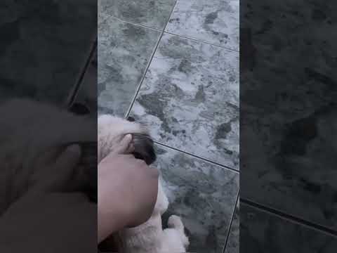 #anapolisgoias #skateboarding #auladeviolao #skate #caminhoparaumavidamelhor #humor