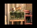 Dog Park Collection Americas Funniest Home Videos AFV