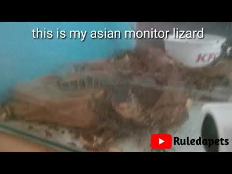 meet my asian water monitor