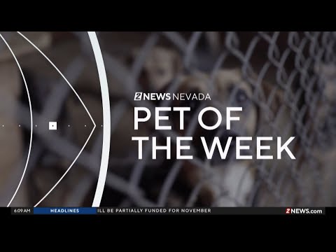 Pets of the Week: Beanie Baby and friend - YouTube