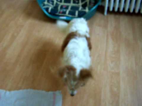 comment traiter les azalees