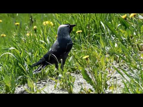 17 06 pt1 Bethesda Terrace Session   Sven Karlsson