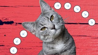 Sound That Makes Cat Tilt Head Left &amp; Right (GUARANTEED )