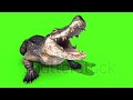 Trailer Hungry Crocodile Mayun Wacin Kada Danbello Crocodile Trailer